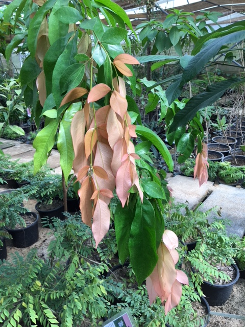 Maniltoa grandiflora